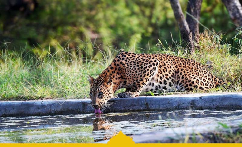 Jhalana Leopard Safari Tour