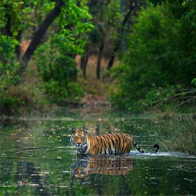 Golden Triangle Tour with Tigers