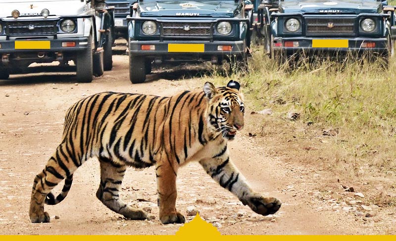 Jaipur Ranthambore One Day Trip