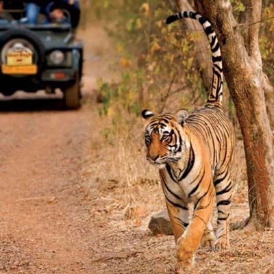 03 Days Jaipur Ranthambore Tour