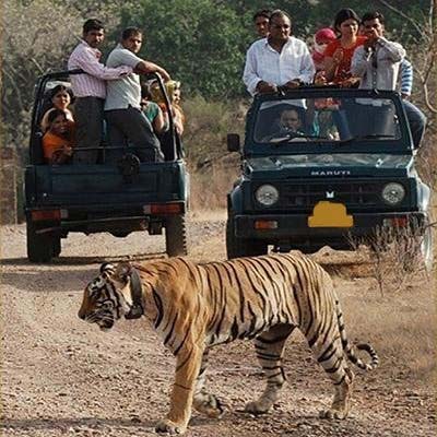 Rajasthan Wildlife Tour